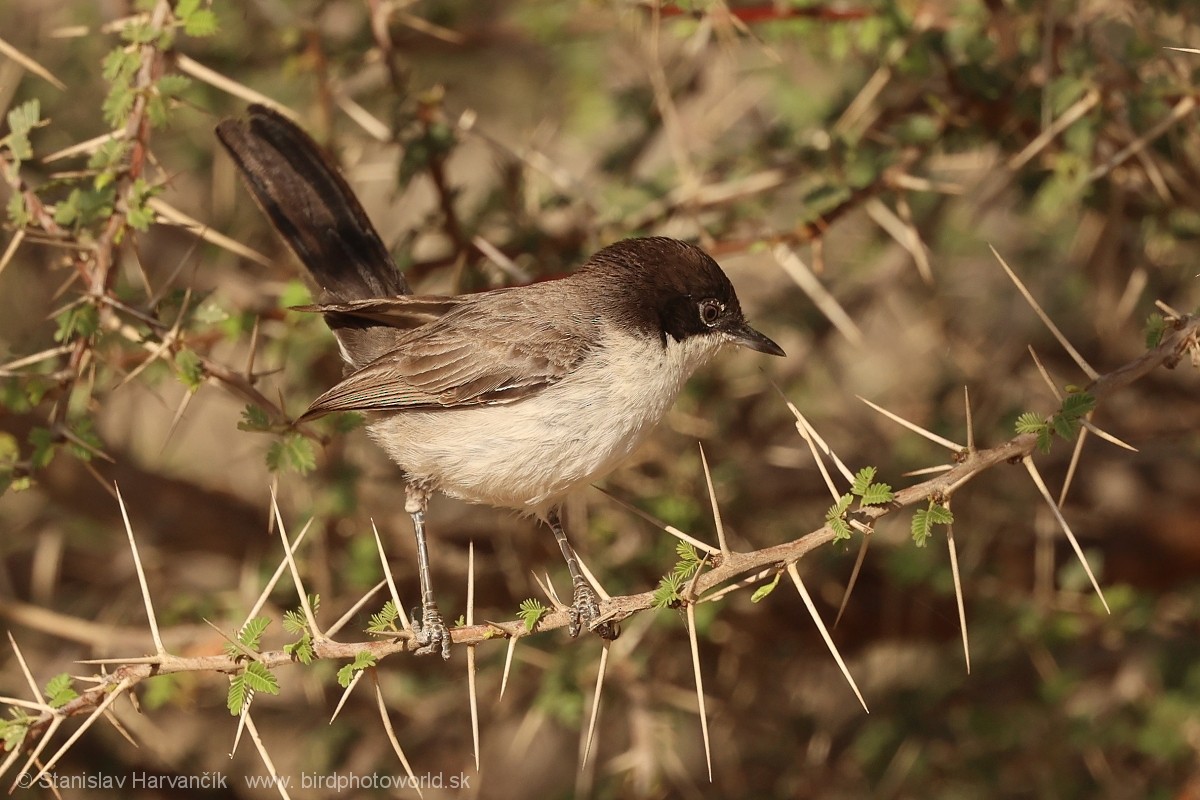 Arabian Warbler - ML631997269