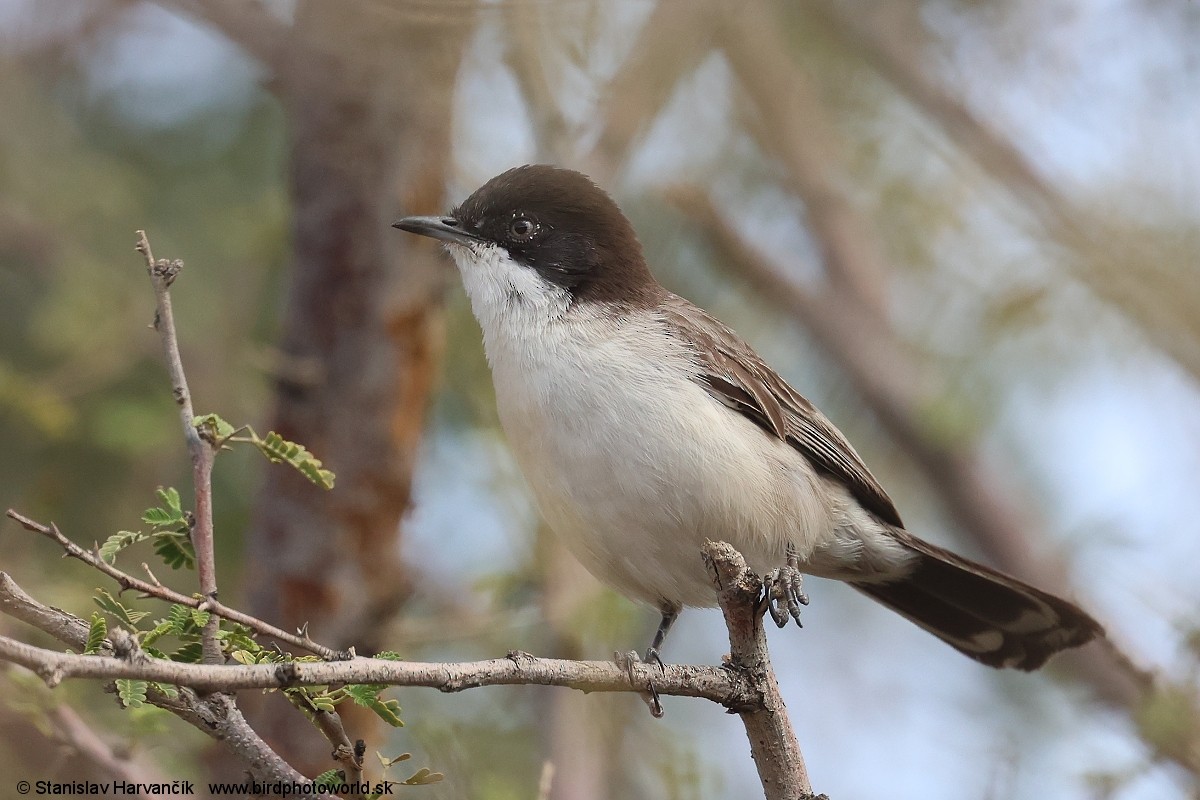 Arabian Warbler - ML631997270