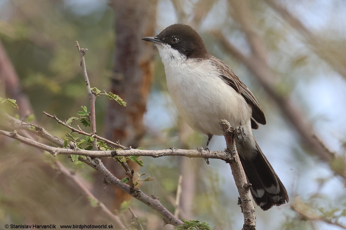 Arabian Warbler - ML631997273