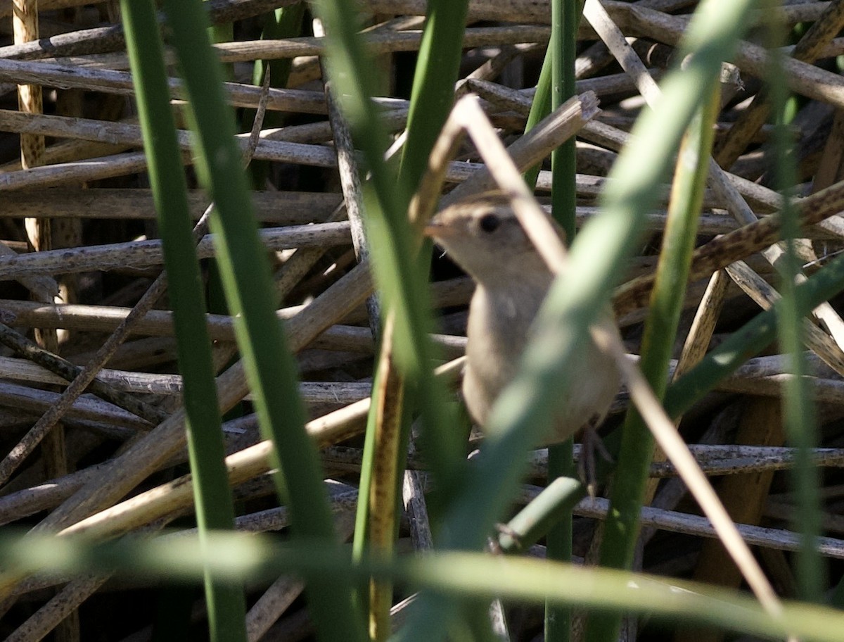 Grass Wren (Austral) - ML631997286