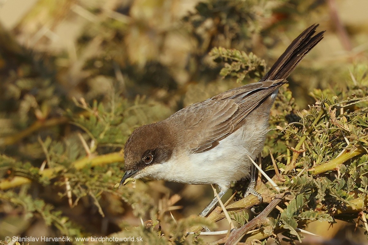 Arabian Warbler - ML631997375
