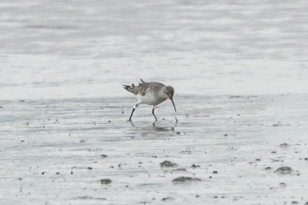 Bécasseau cocorli - ML631997382