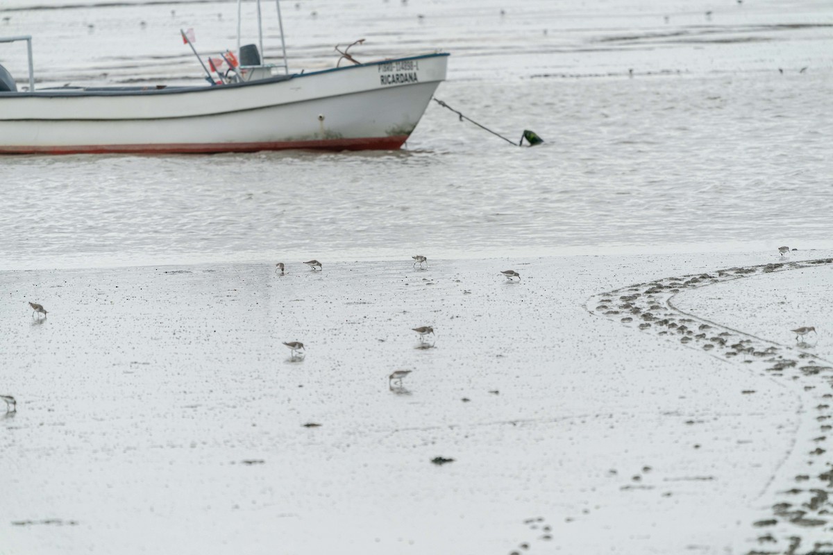 Bécasseau cocorli - ML631997383