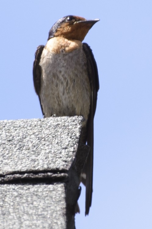 Pacific Swallow - ML631997422