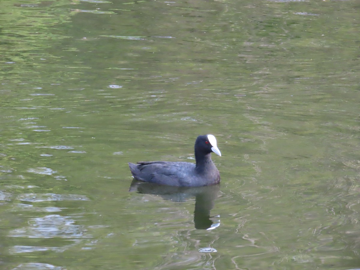 Халзан түнжүүр - ML631997651