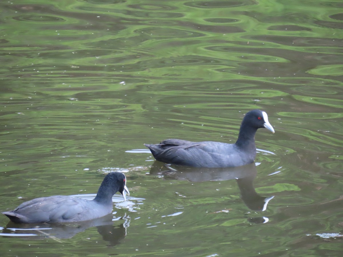 Халзан түнжүүр - ML631997652