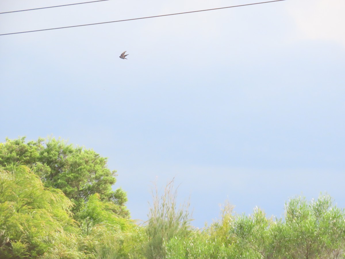 Welcome Swallow - ML631997691