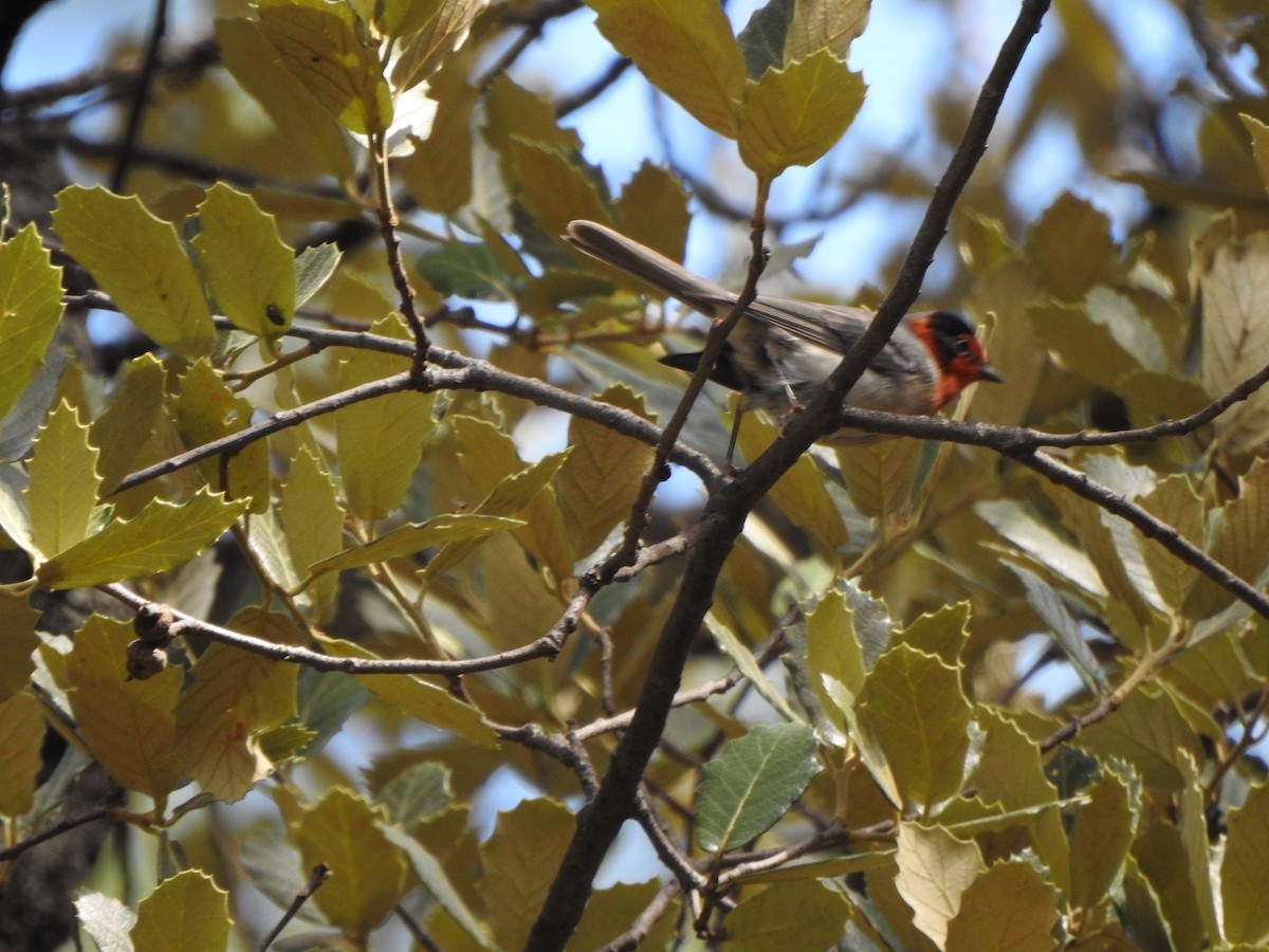 Red-faced Warbler - ML63199771