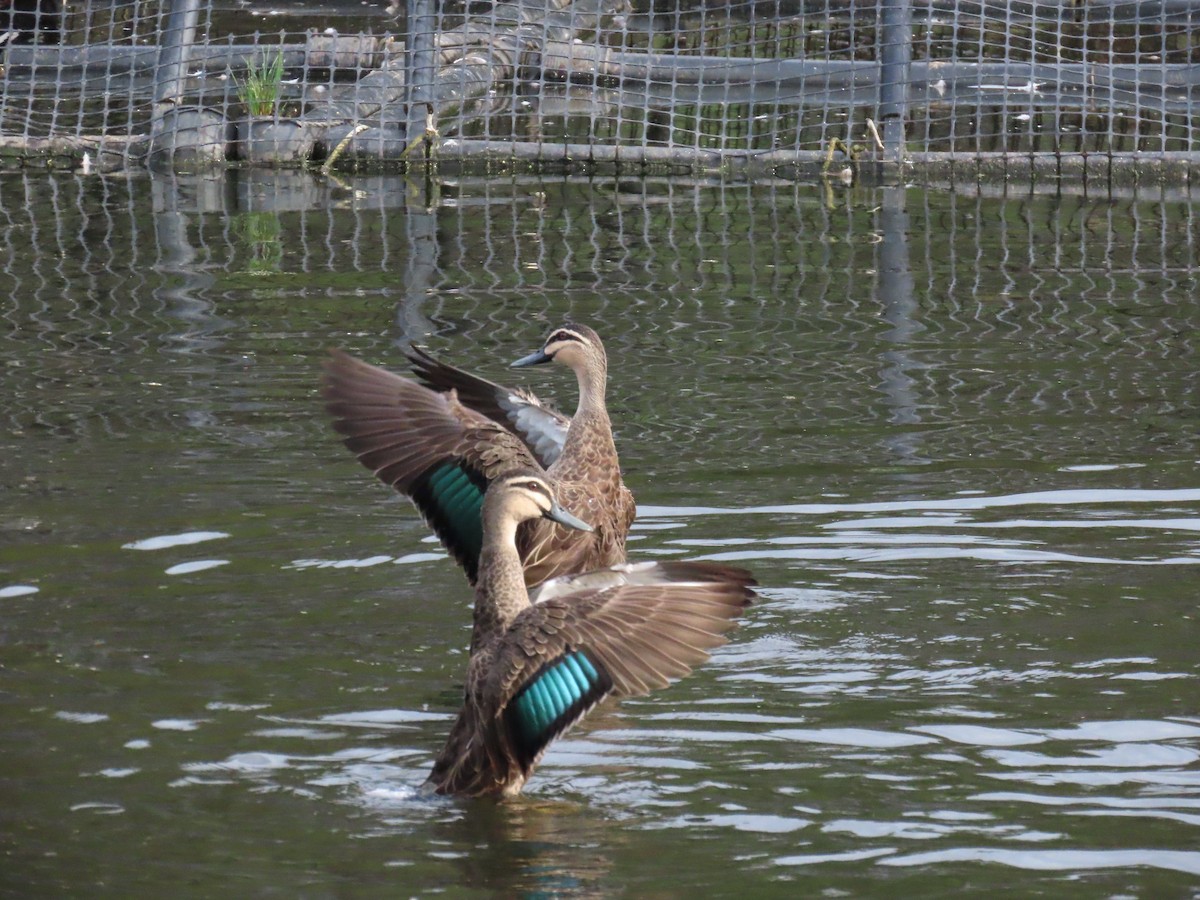 Pacific Black Duck - ML631997766