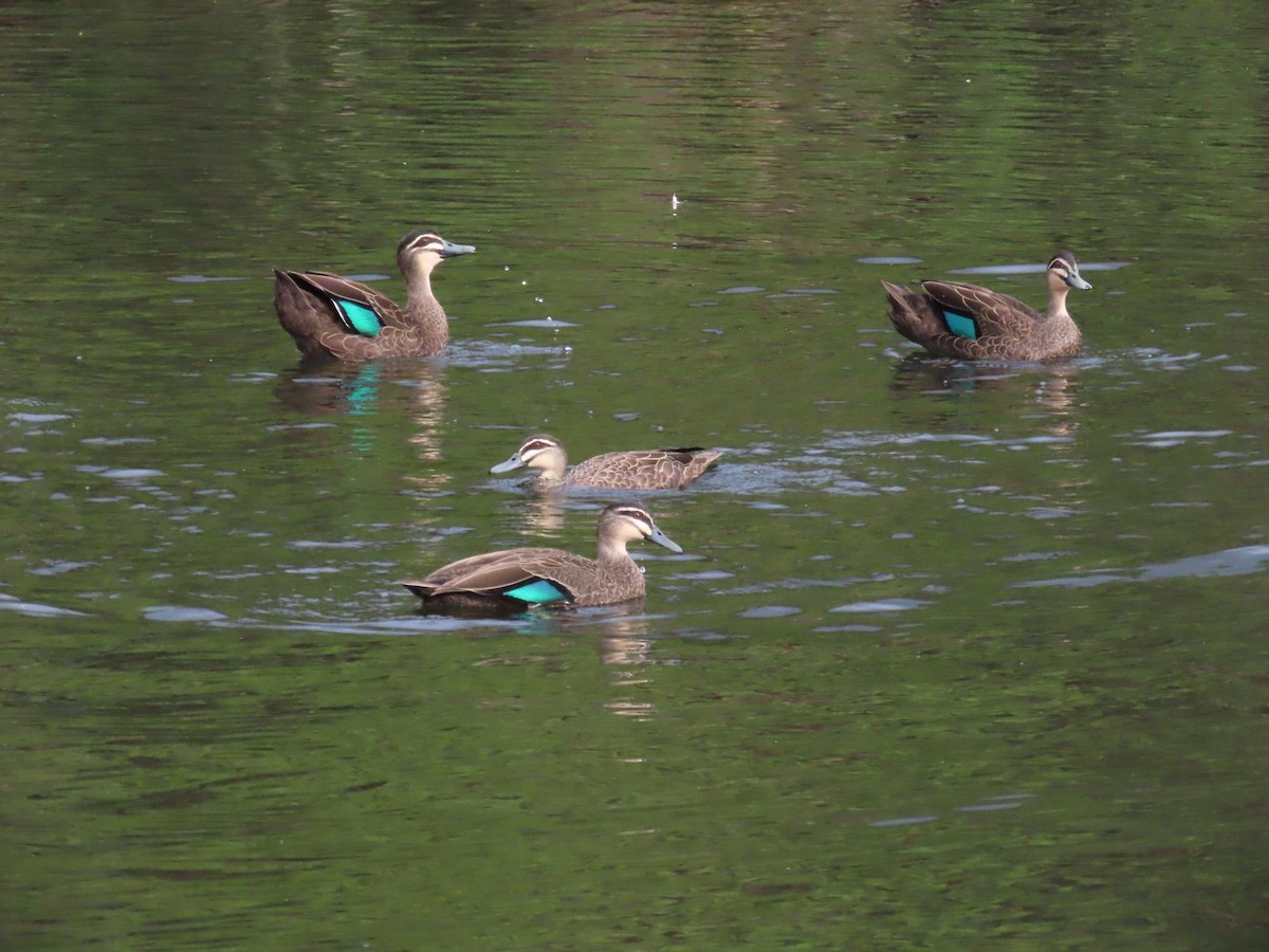 Pacific Black Duck - ML631997767