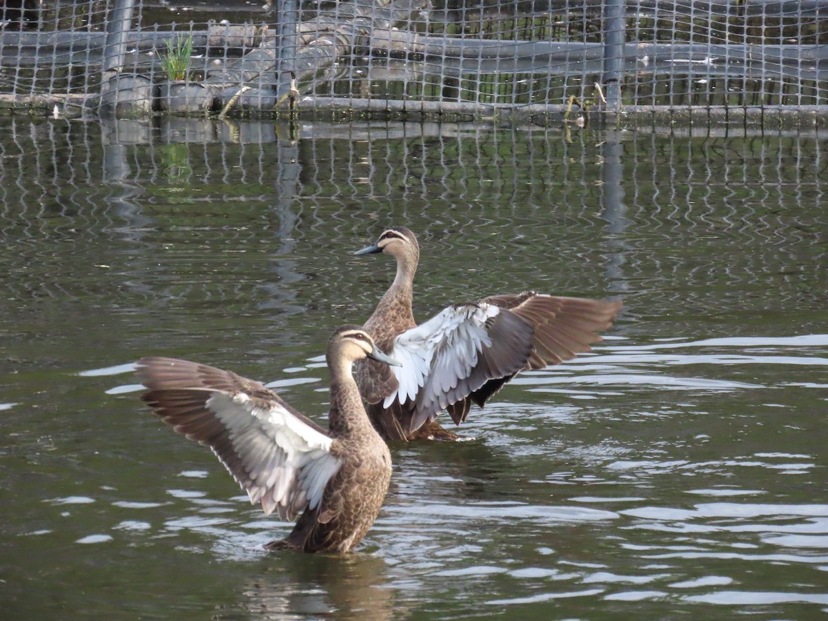 Pacific Black Duck - ML631997768