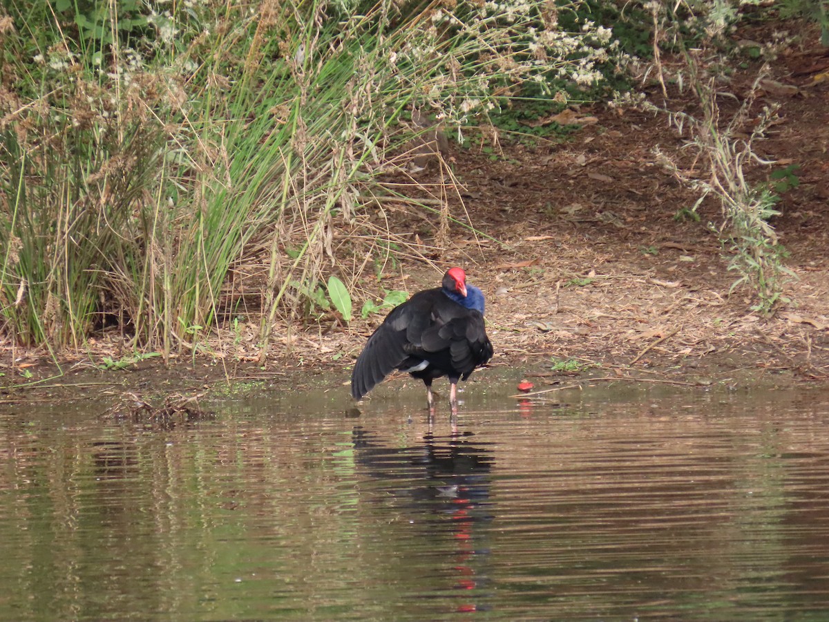 Australasian Swamphen - ML631997771