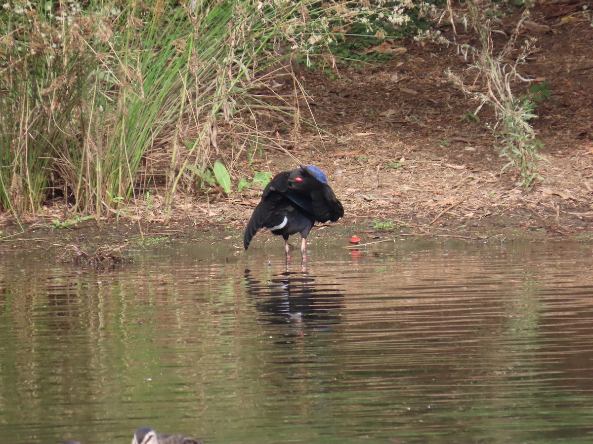 Australasian Swamphen - ML631997772