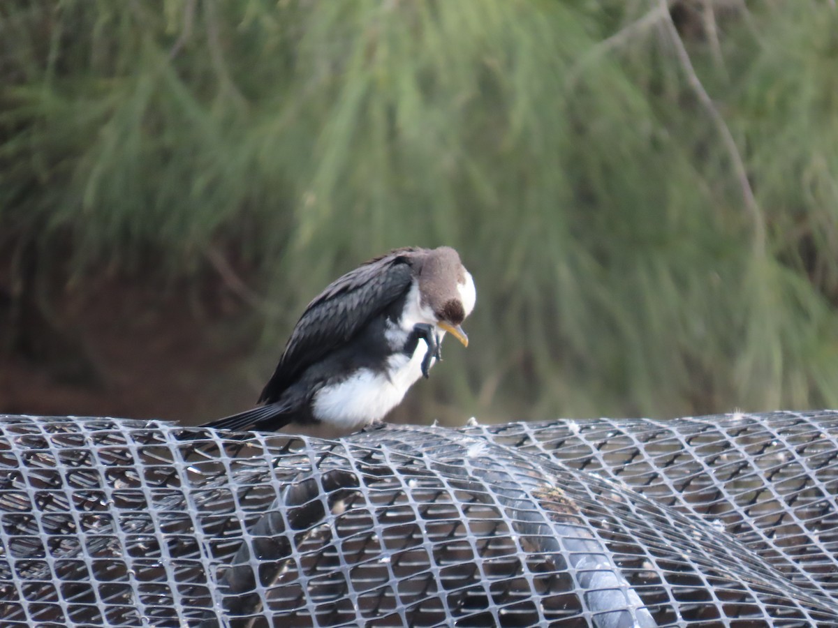 Little Pied Cormorant - ML631997775