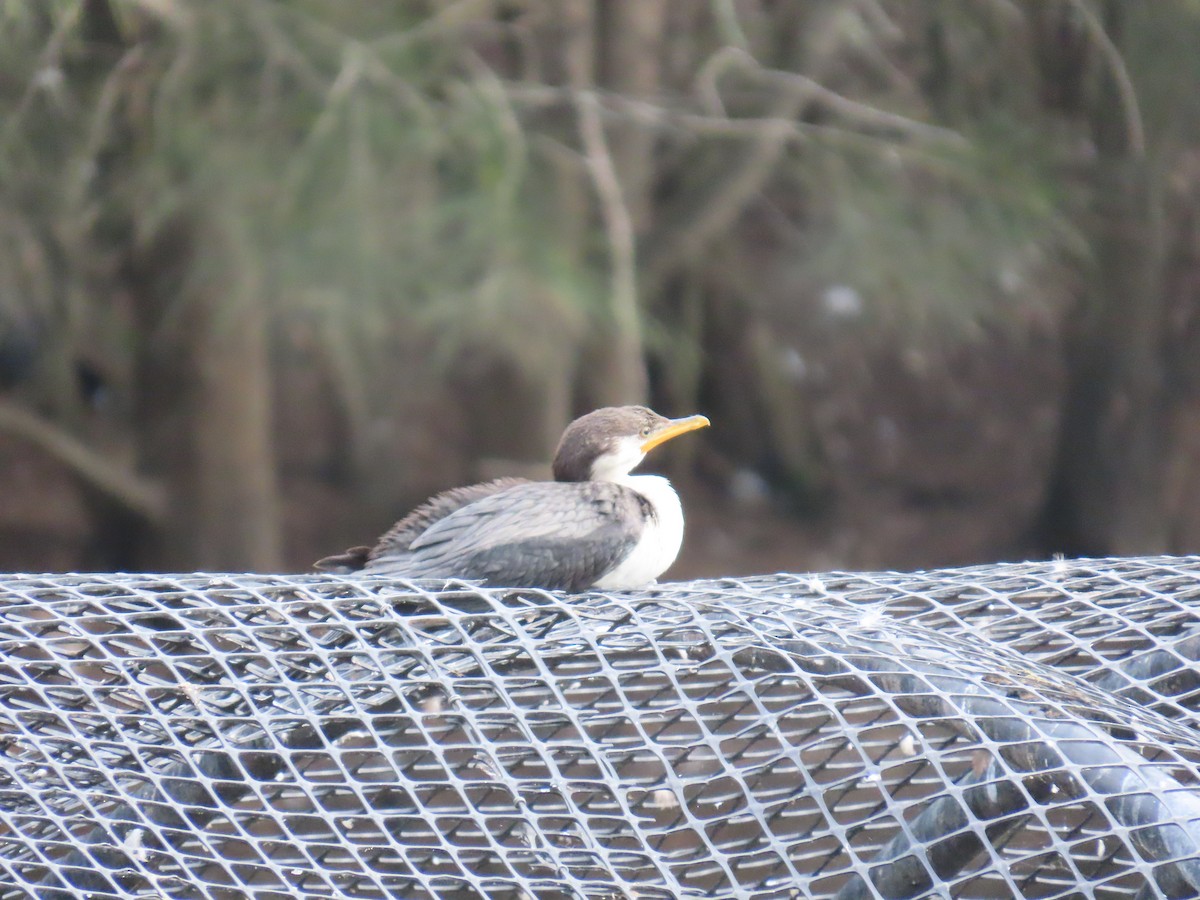 Little Pied Cormorant - ML631997776