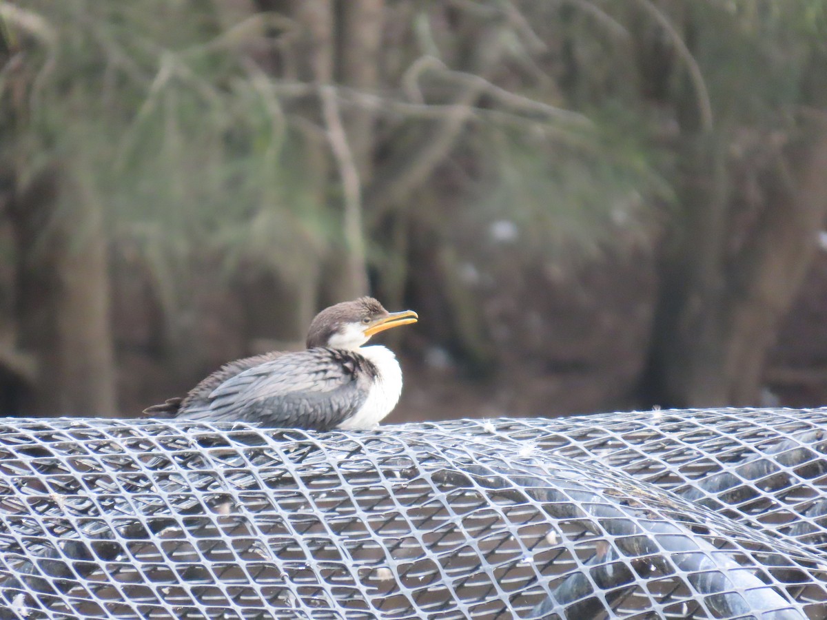 Little Pied Cormorant - ML631997777