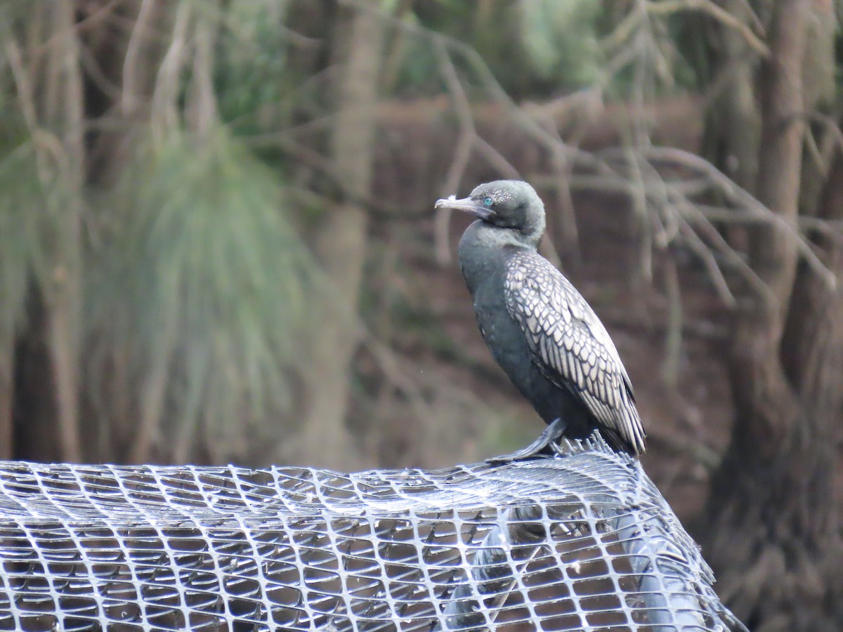 Little Black Cormorant - ML631997791