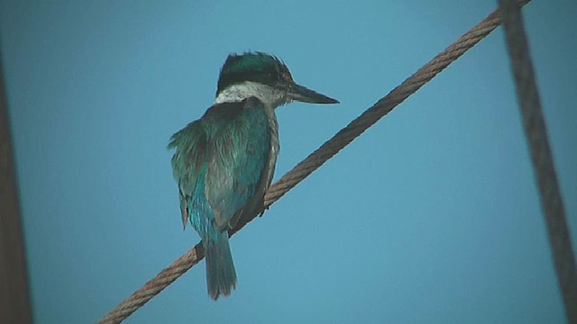 ledňáček posvátný (ssp. vagans) - ML631997804