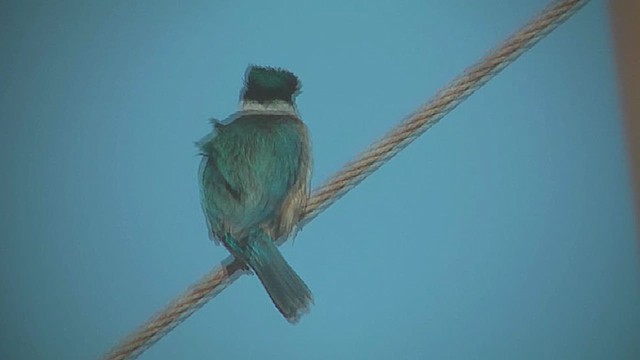 ledňáček posvátný (ssp. vagans) - ML631997805