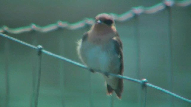 Welcome Swallow - ML631997806