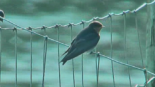 Welcome Swallow - ML631997807