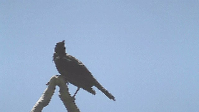 Tui - ML631997808