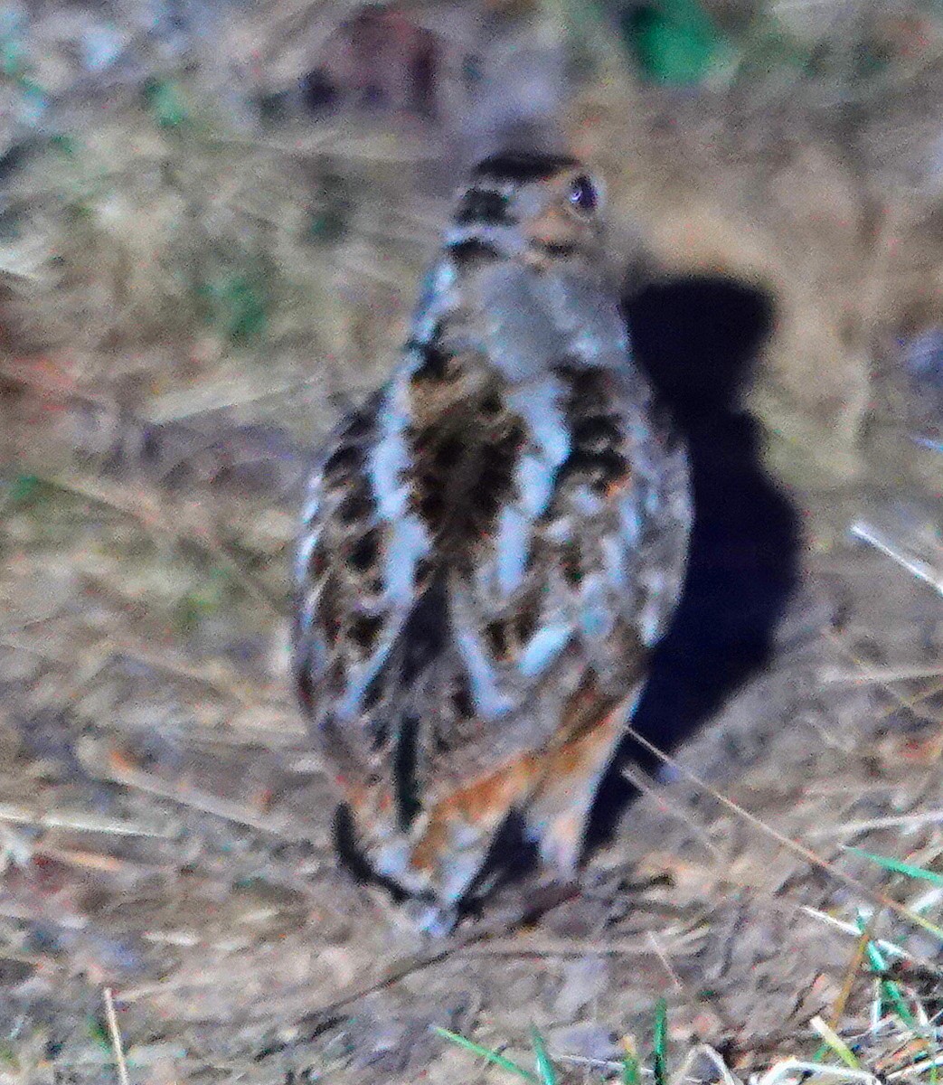 American Woodcock - ML631997892