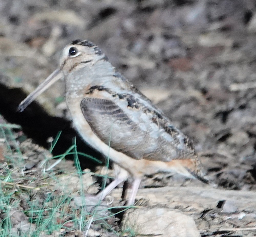 American Woodcock - ML631997897