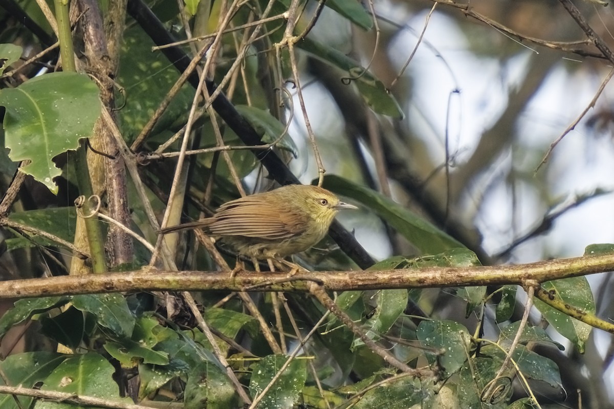 Pin-striped Tit-Babbler - ML631997915