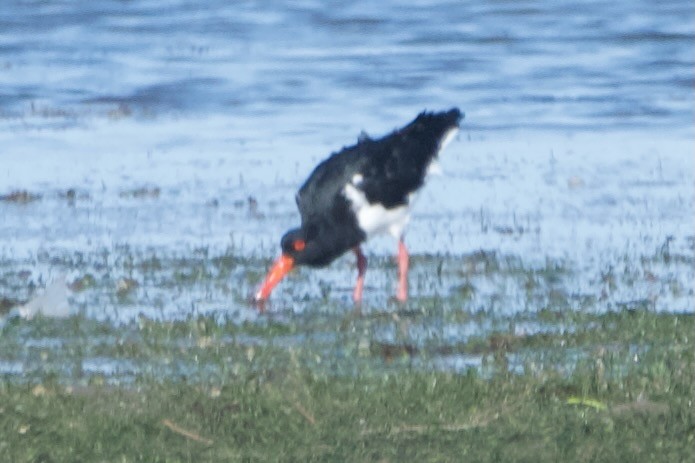 Pied Oystercatcher - ML631997951