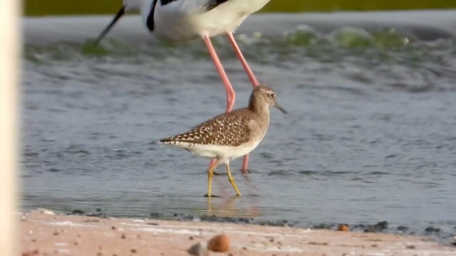 鷹斑鷸 - ML631997972