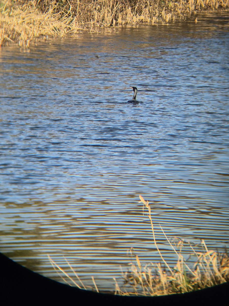 Great Cormorant - ML631997983