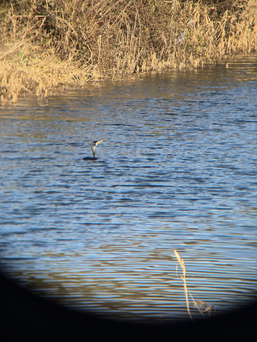 Great Cormorant - ML631997984