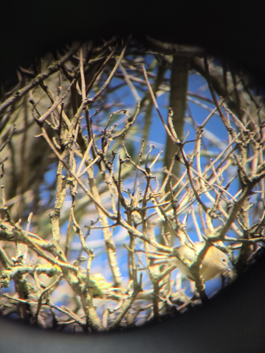 Goldcrest - ML631998006