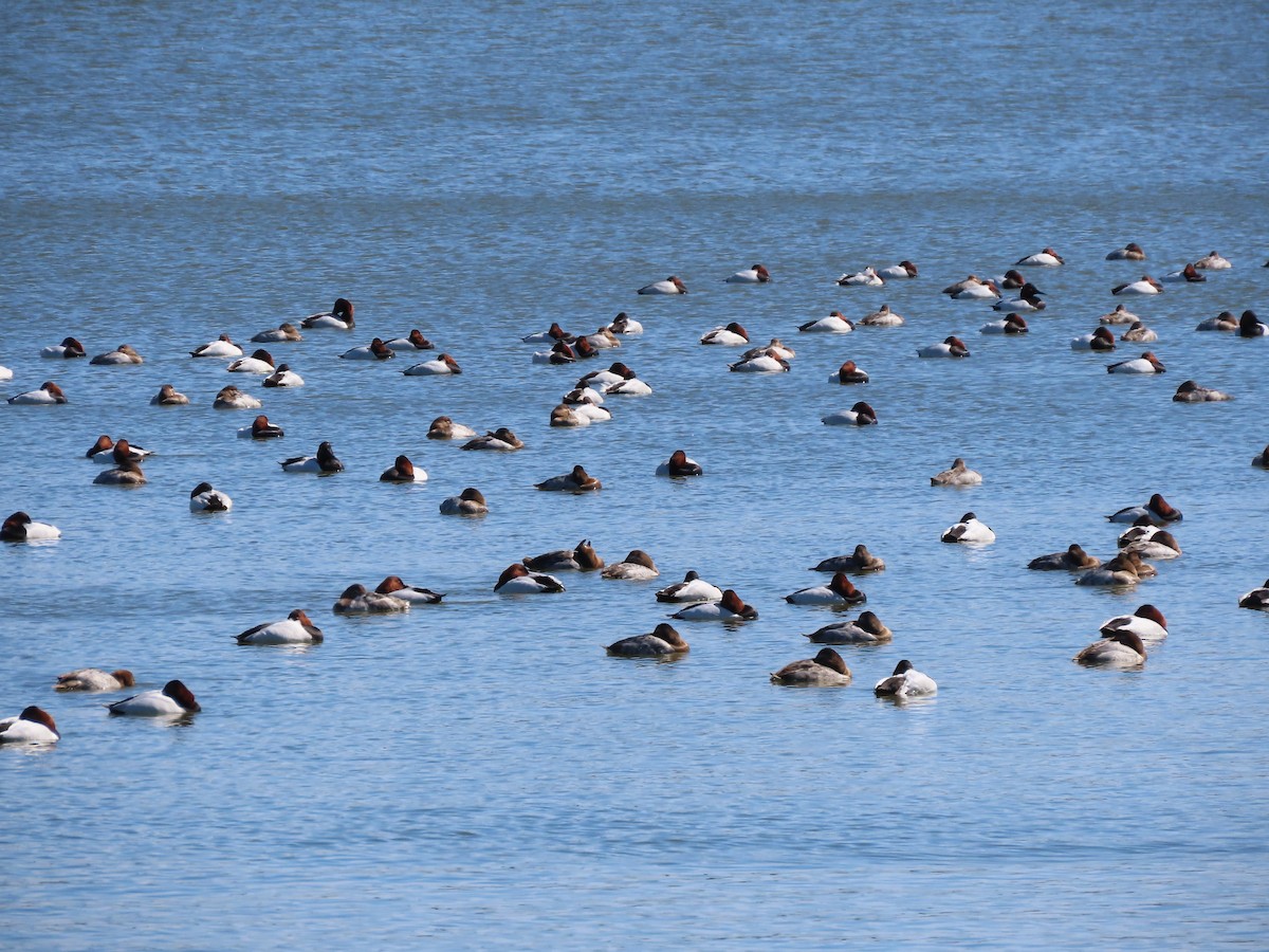 Canvasback - ML631998079