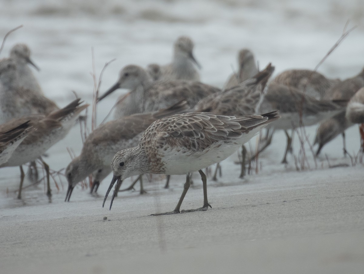 Great Knot - ML631998159