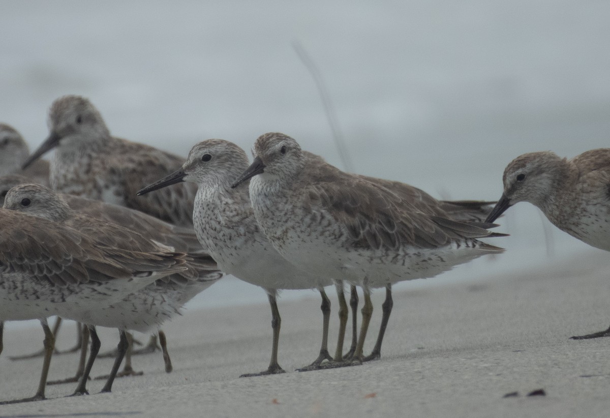 Red Knot - ML631998174