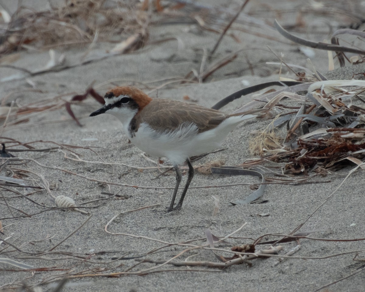 Red-capped Plover - ML631998182