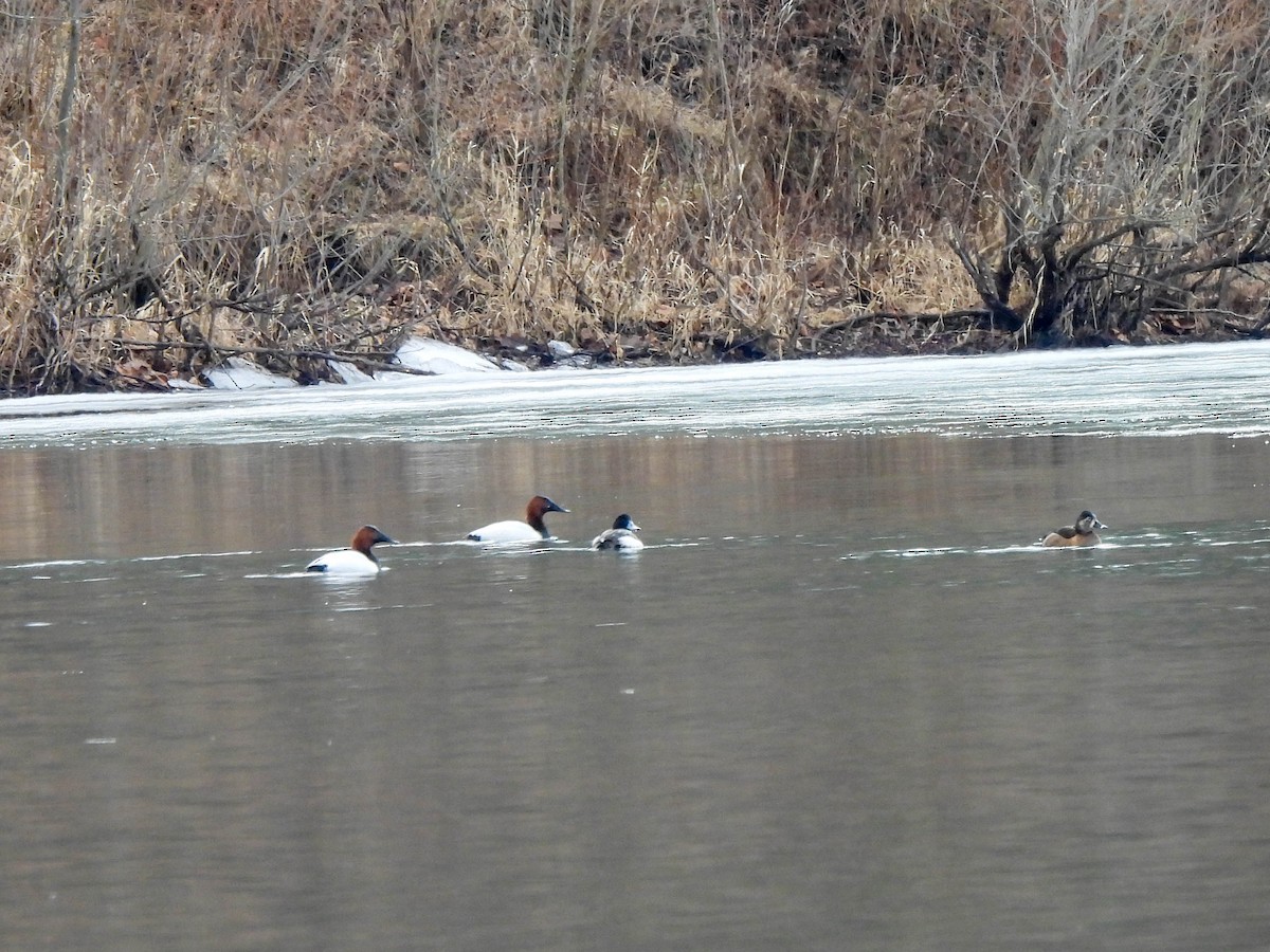 Canvasback - ML631998311