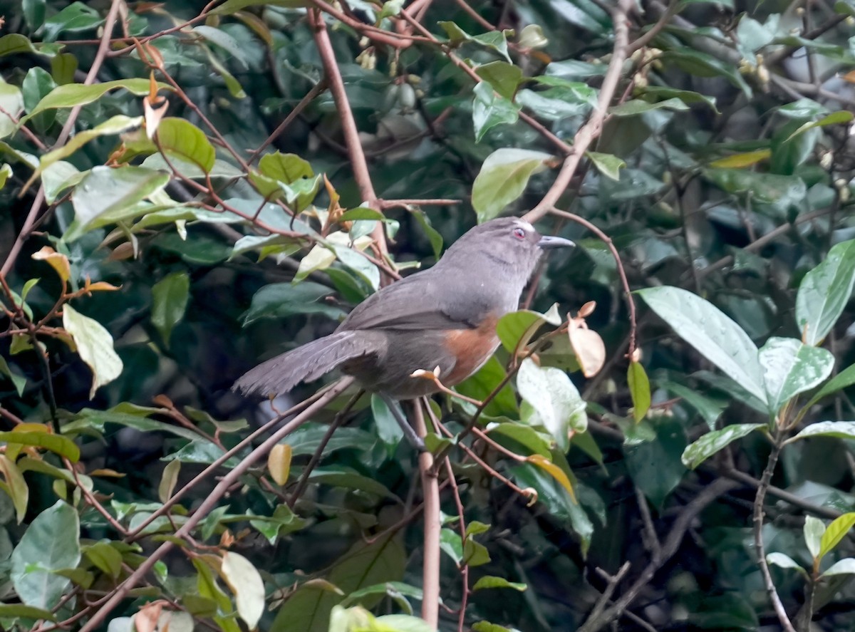 Ashambu Laughingthrush - ML631998450