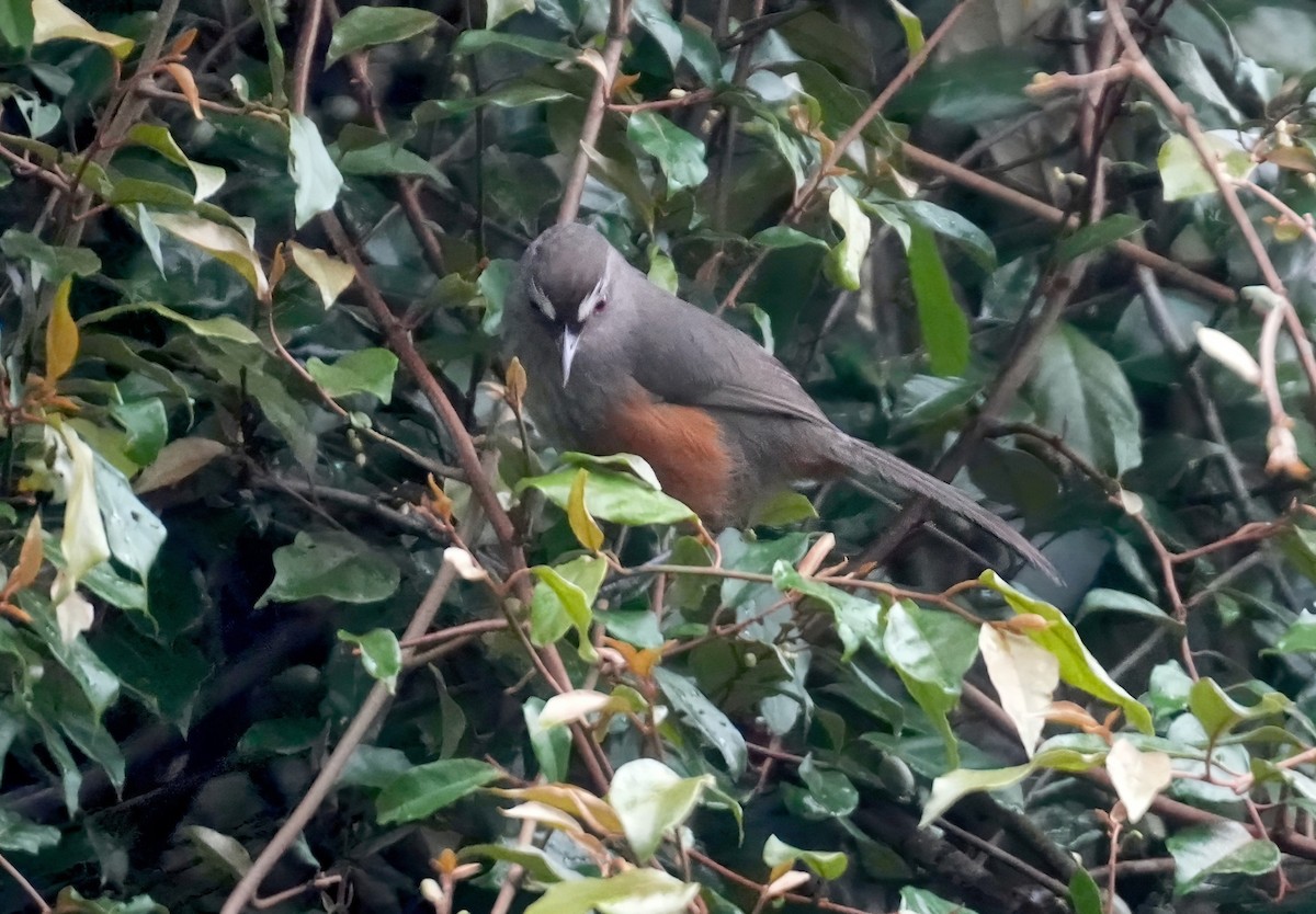 Ashambu Laughingthrush - ML631998451