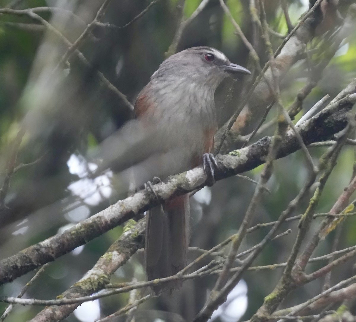Ashambu Laughingthrush - ML631998453