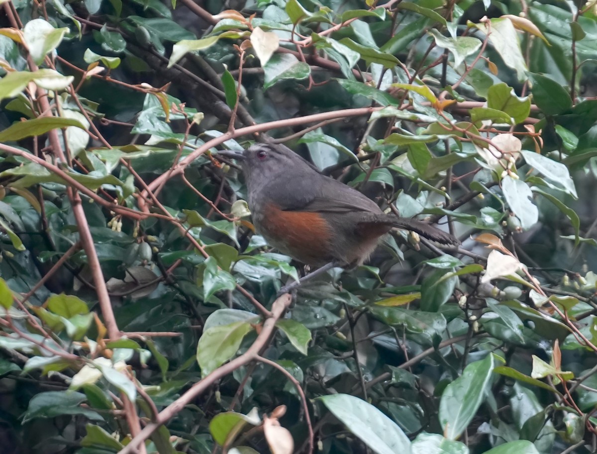 Ashambu Laughingthrush - ML631998454