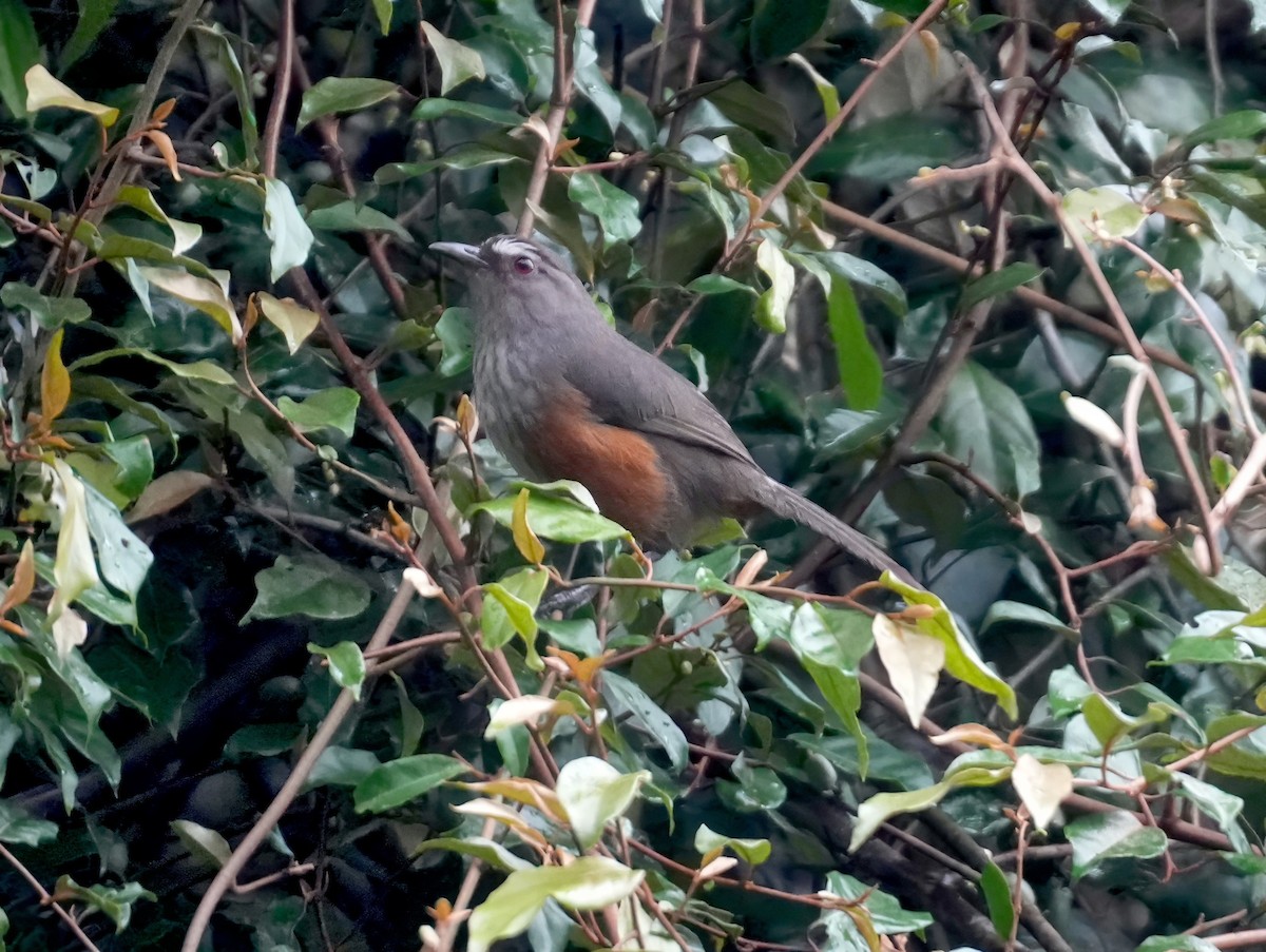 Ashambu Laughingthrush - ML631998455
