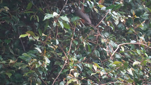 Ashambu Laughingthrush - ML631998457