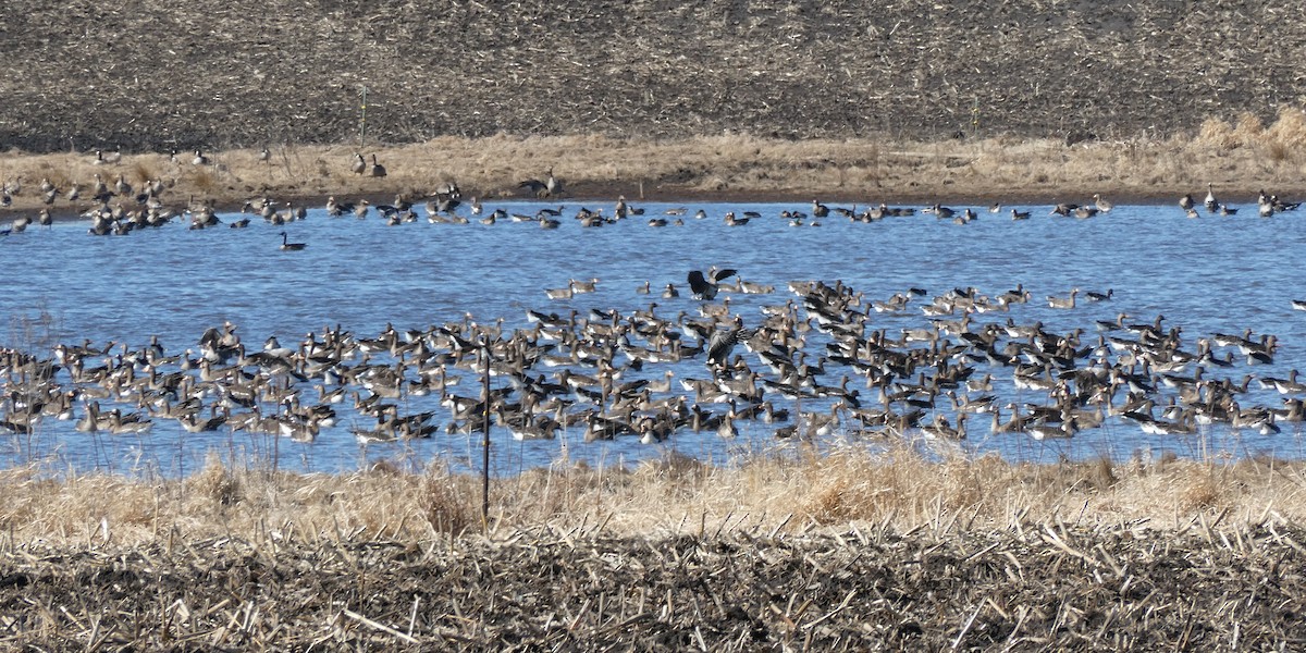 Greater White-fronted Goose - ML631998481