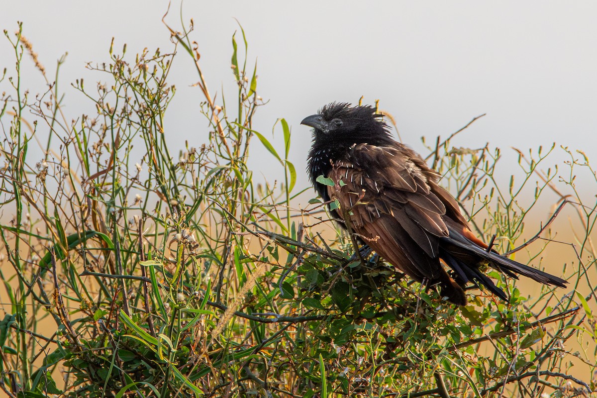 Black Coucal - ML631998501