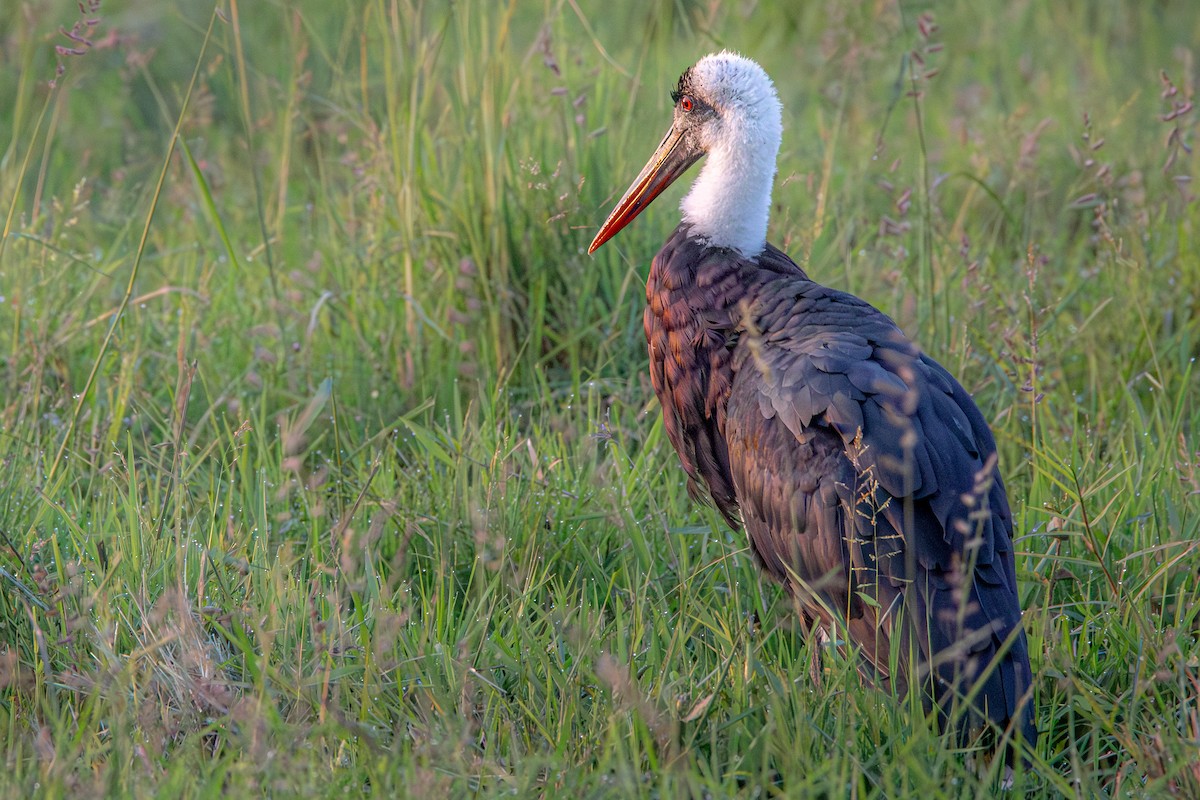 African Woolly-necked Stork - ML631998508
