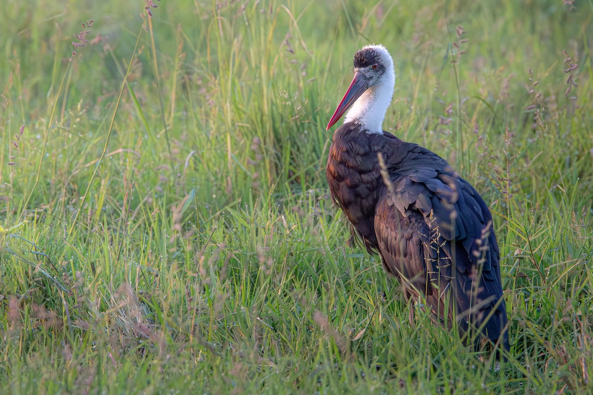 African Woolly-necked Stork - ML631998509