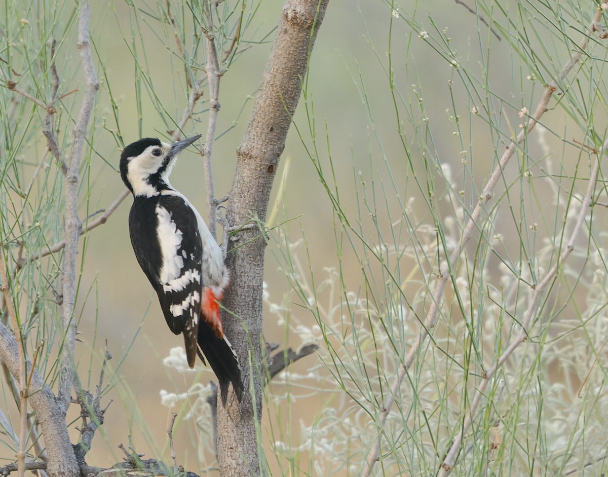 Sind Woodpecker - ML631998542